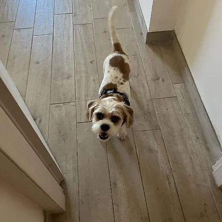 Grand F2 60mq Centre Antibes, Proche Plages, Commerces, 2 Balcons, Parking, Train, Bus, Deco Vintage, Pet Friendly * Antibes